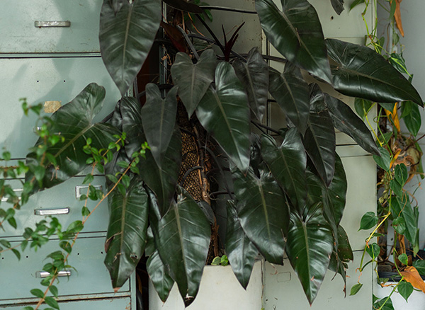 Contact Polliculture Singapore